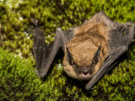 Bat