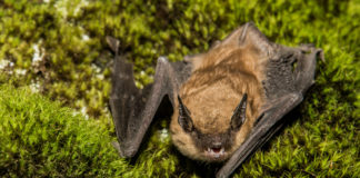 Bat