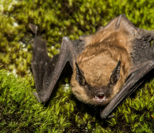Bat