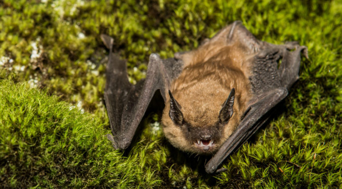 Bat