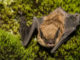 Bat tests positive for rabies in Cachagua area of unincorporated Monterey County Bat