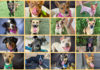 HRAS dogs adoption
