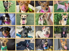 HRAS dogs adoption