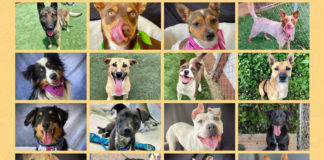 HRAS dogs adoption