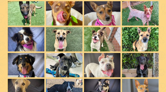 HRAS dogs adoption