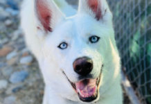 SPCA Monterey County