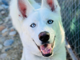 SPCA Monterey County