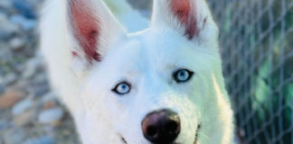 SPCA Monterey County