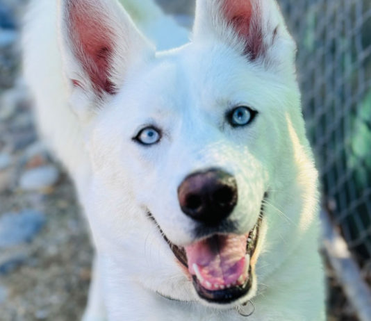 SPCA Monterey County