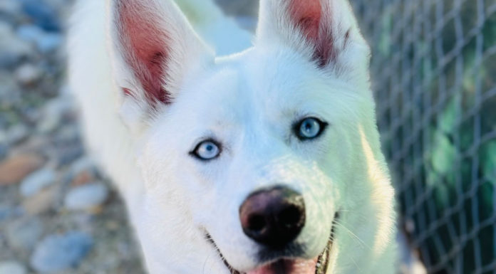 SPCA Monterey County