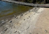 Lake San Antonio fish