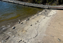 Lake San Antonio fish