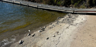 Lake San Antonio fish