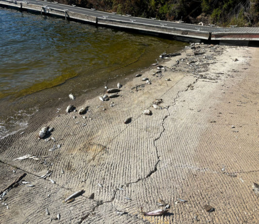 Lake San Antonio fish