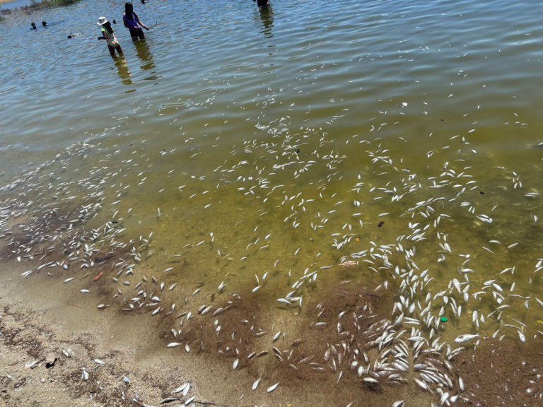 Large-scale fish die-off reported at Lake San Antonio