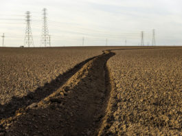 Monterey County crops