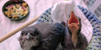 SPCA