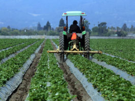 Strawberries crops