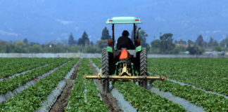 Strawberries crops