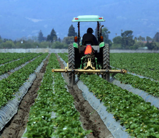Strawberries crops