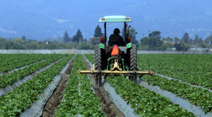 Strawberries crops