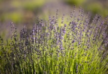 Lavender Creek expands wellness experience into community workshop series Lavender Creek