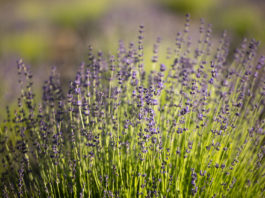 Lavender Creek expands wellness experience into community workshop series Lavender Creek