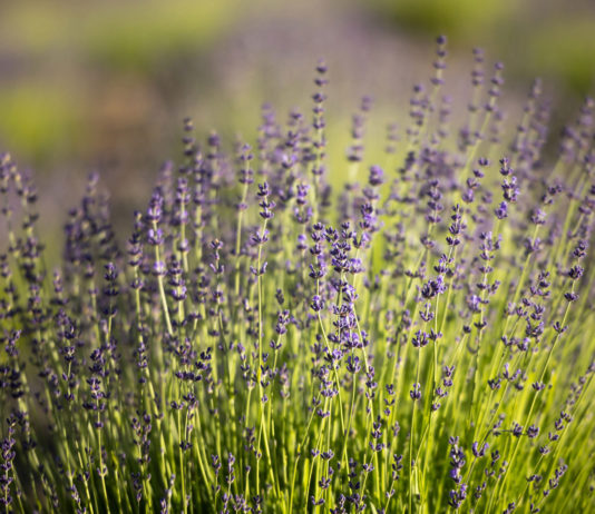 Lavender Creek expands wellness experience into community workshop series Lavender Creek