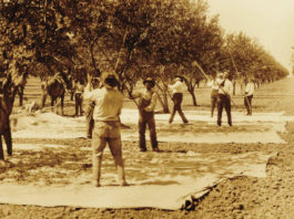 California Agriculture