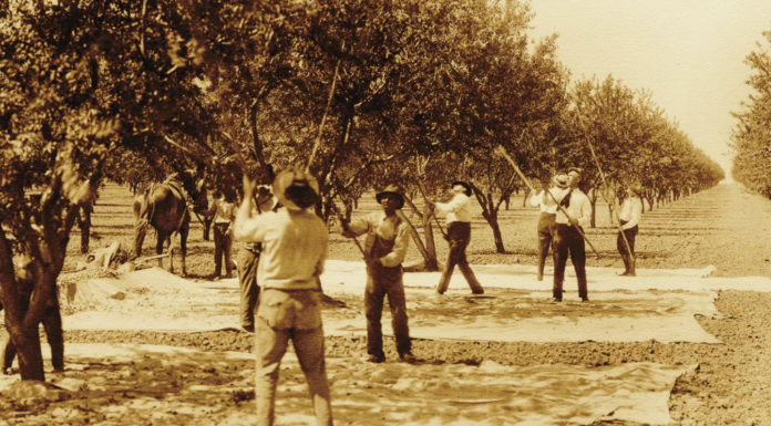 California Agriculture