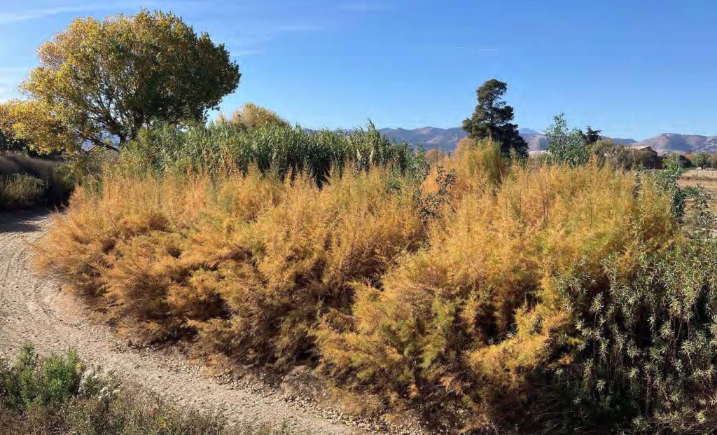 Image for display with article titled King City Council Approves Riverbed Wildfire Prevention Plan