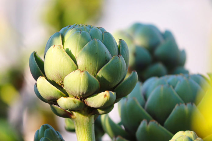 Artichoke-7456876-web