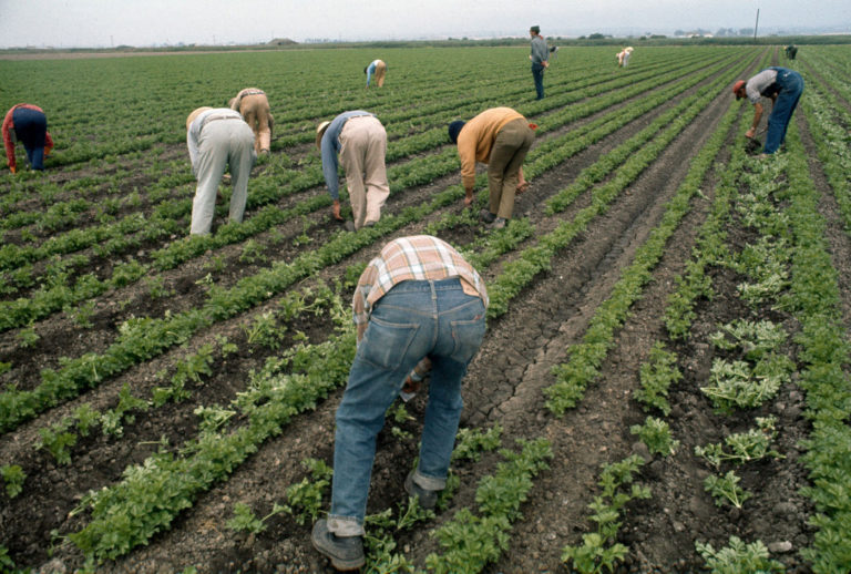 Guest Column | How Farmworkers Outlawed ‘El Cortito’ 50 Years Ago
