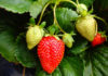 Strawberries crop report