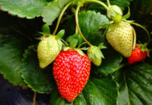 Strawberries crop report