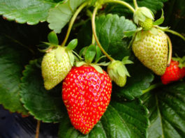 Strawberries crop report