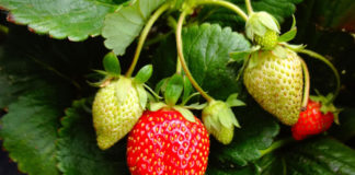 Strawberries crop report