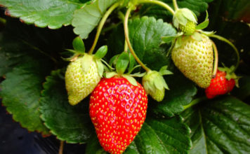 Strawberries crop report