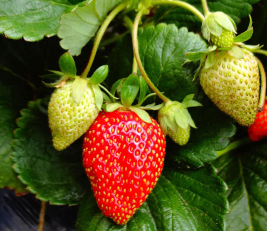 Strawberries crop report