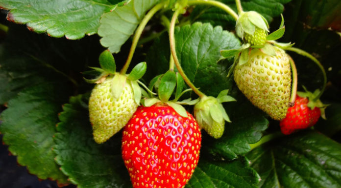 Strawberries crop report