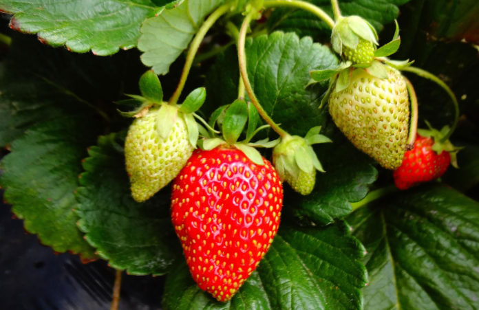 MC-2024-crop-report-strawberry-plant-1576825_1920 Strawberries crop report