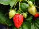 Strawberries crop report