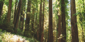 Redwood giants
