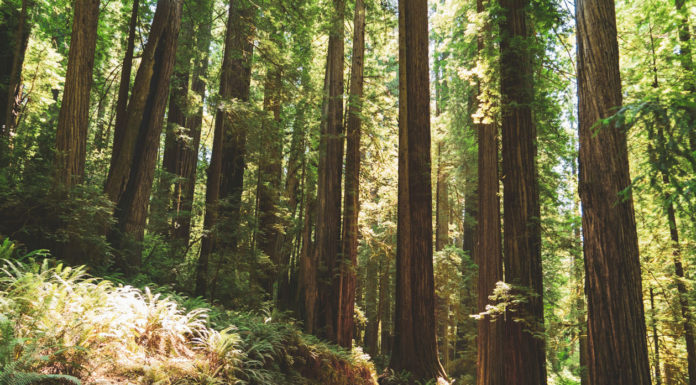 Redwood giants