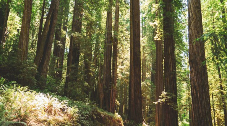 Redwood giants