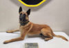 Monterey County Sheriff’s Office K9 Rocket