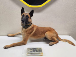 Monterey County Sheriff’s Office K9 Rocket