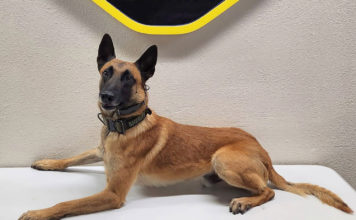 Monterey County Sheriff’s Office K9 Rocket
