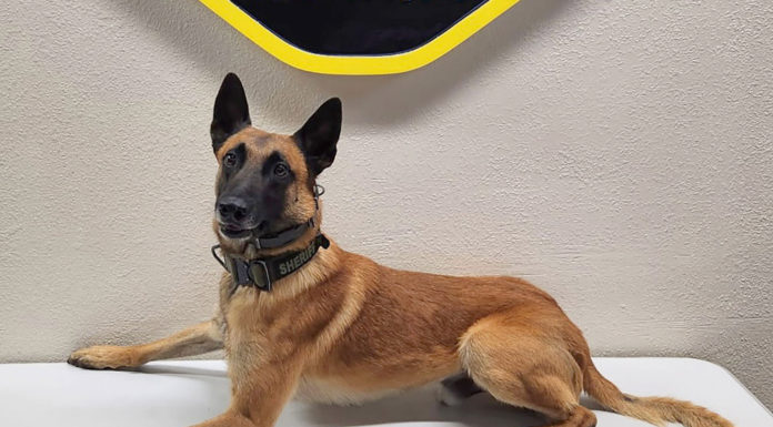 Monterey County Sheriff’s Office K9 Rocket