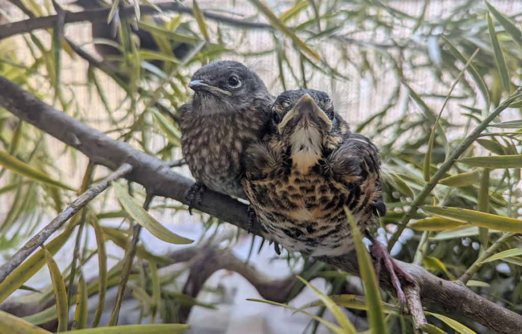 SPCA birds